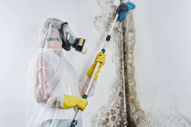 Best Local Mold Removal Service  in Meriden, CT