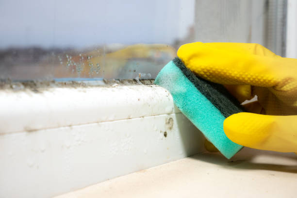Best Mold Testing  in Meriden, CT