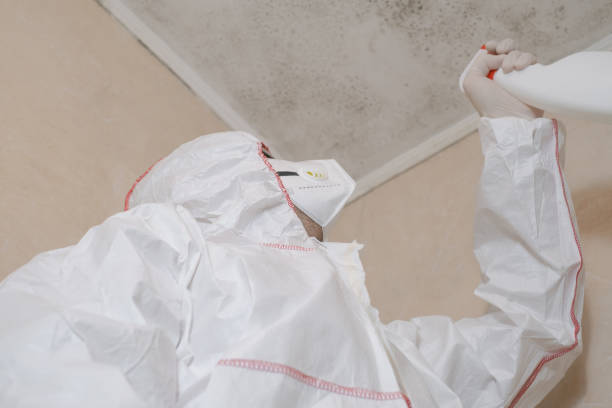 Best Mold Removal Near Me  in Meriden, CT