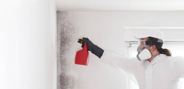 Best Same-Day Mold Removal  in Meriden, CT