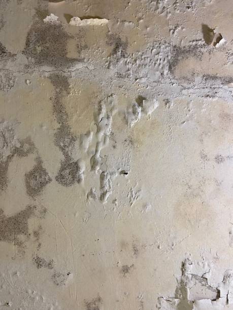 Best Water Damage Restoration  in Meriden, CT