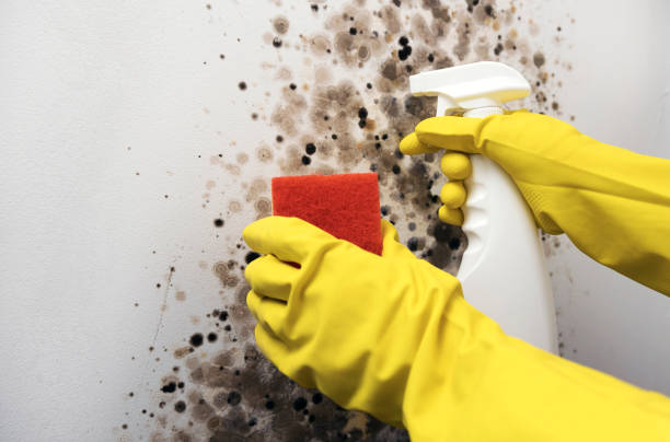 Best Crawl Space Mold Removal  in Meriden, CT