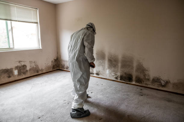 Meriden, CT Mold Removal Company