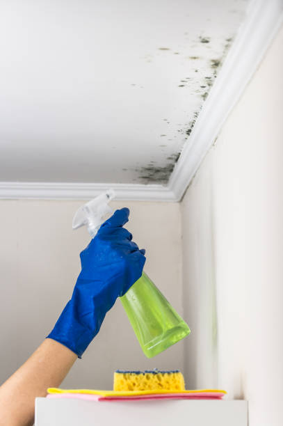 Best Professional Mold Removal  in Meriden, CT