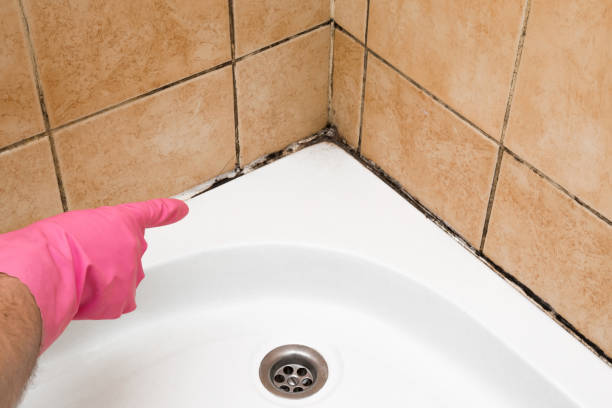 Best Mold Removal Near Me  in Meriden, CT